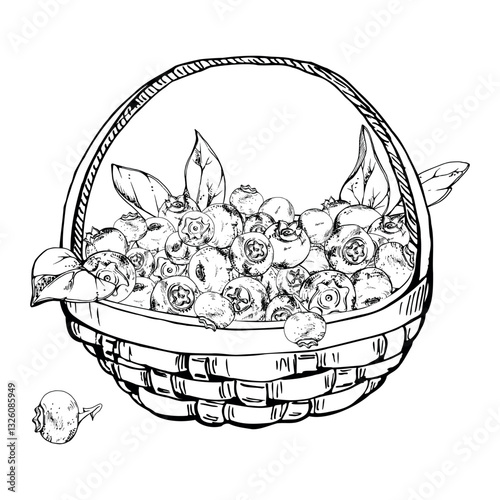 Blueberry blackberry with leaves in weaved basket, hand drawn in ink vector, heap of ripe picked forest berry harvest. Isolated illustration for restaurant, cafe menu, recipe book, farmers market