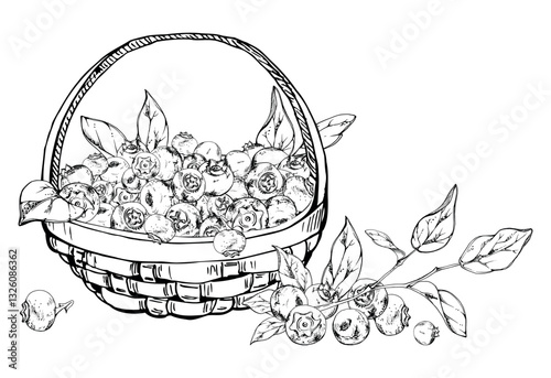 Blueberry blackberry with leaves in weaved basket, hand drawn in ink vector, heap of ripe picked forest berry harvest. Isolated illustration for recipe book, farmers market, restaurant, cafe menu