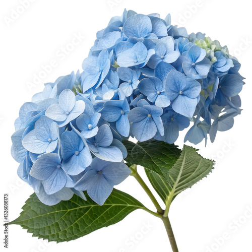 A cluster of delicate blue hydrangea flowers with lush green leaves.