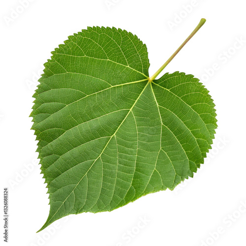 A vibrant green leaf with a distinct heart shape and textured surface.