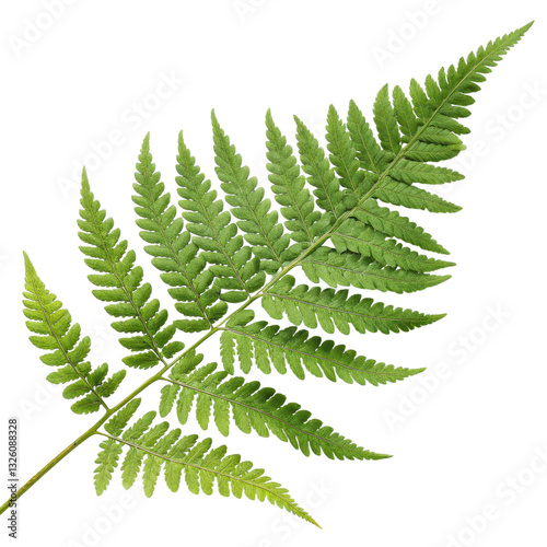 A vibrant green fern leaf displaying intricate patterns and textures.