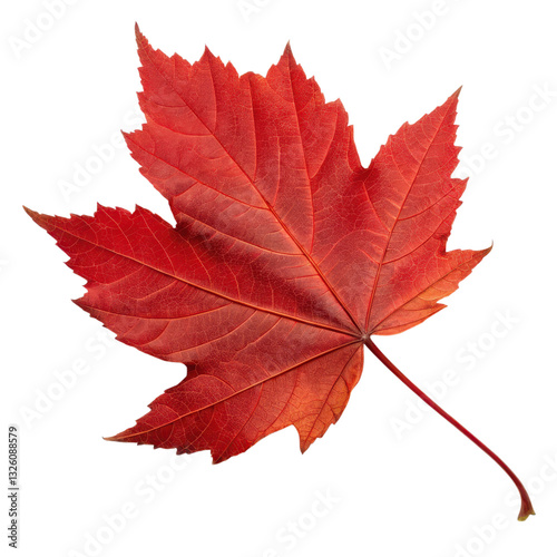 A vibrant red maple leaf showcasing intricate veins and a natural shape, embodying the beauty of autumn.