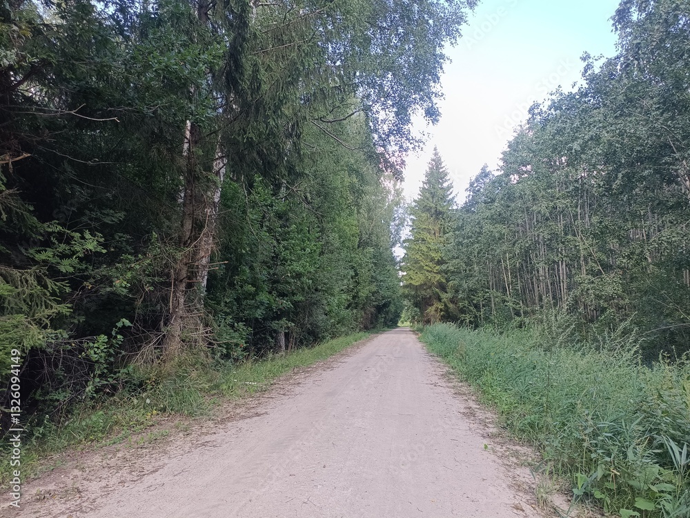 Road in forest in Siauliai county during sunny summer day. Oak and birch tree woodland. Sunny day with white clouds in sky. Bushes are growing in woods. Sandy road. Nature. Summer season. Miskas. Road in forest in Siauliai county during sunny summer day. Oak and birch tree woodland. Sunny day with white clouds in sky. Bushes are growing in woods. Sandy road. Nature. Summer season. Miskas.