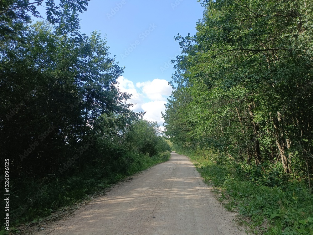 Road in forest in Siauliai county during sunny summer day. Oak and birch tree woodland. Sunny day with white clouds in sky. Bushes are growing in woods. Sandy road. Nature. Summer season. Miskas. Road in forest in Siauliai county during sunny summer day. Oak and birch tree woodland. Sunny day with white clouds in sky. Bushes are growing in woods. Sandy road. Nature. Summer season. Miskas.