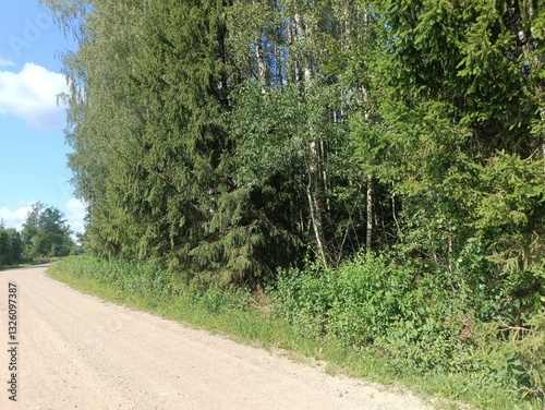 Wallpaper Mural Forest in Siauliai county during sunny summer day. Oak and birch tree woodland. Sunny day with white clouds in sky. Bushes are growing in woods. Nature. Summer season. Miskas. Torontodigital.ca