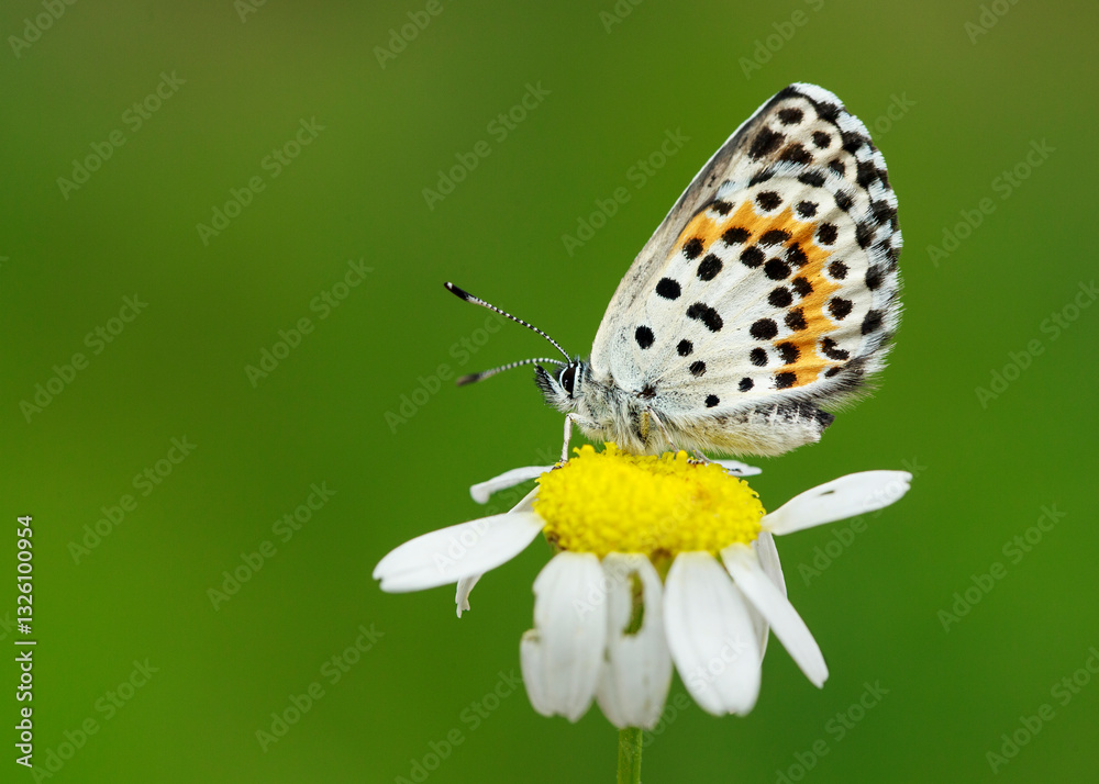 custom made wallpaper toronto digitalClose-up footage of butterflie feeding on salt and minerals on wet, damp ground.