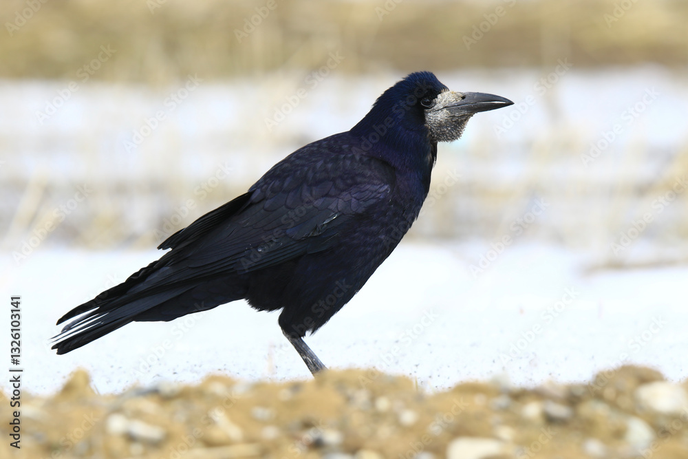 Wildlife - Birds. The rook (Corvus frugilegus) is a Eurasian bird in the genus Corvus. It feeds on a wide variety of foods, including worms, carrions, fruit berries and seeds. Wildlife - Birds. The rook (Corvus frugilegus) is a Eurasian bird in the genus Corvus. It feeds on a wide variety of foods, including worms, carrions, fruit berries and seeds.