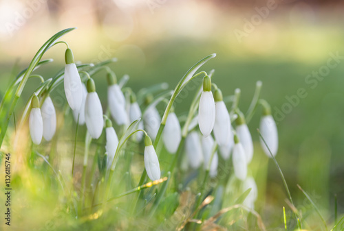 Spring snowdrops flower. Early spring close-up flowers and natural light green background.	