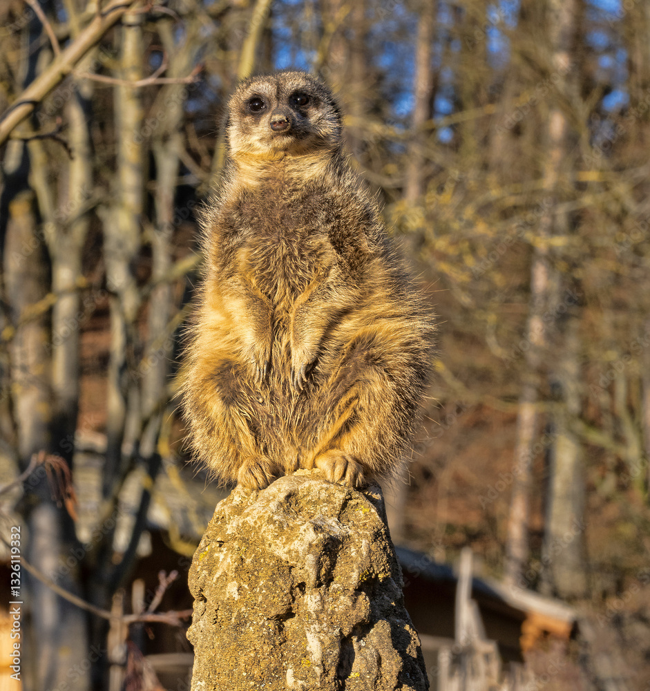 A female Meerkat Suricata suricatta patrols atop a termite mound.