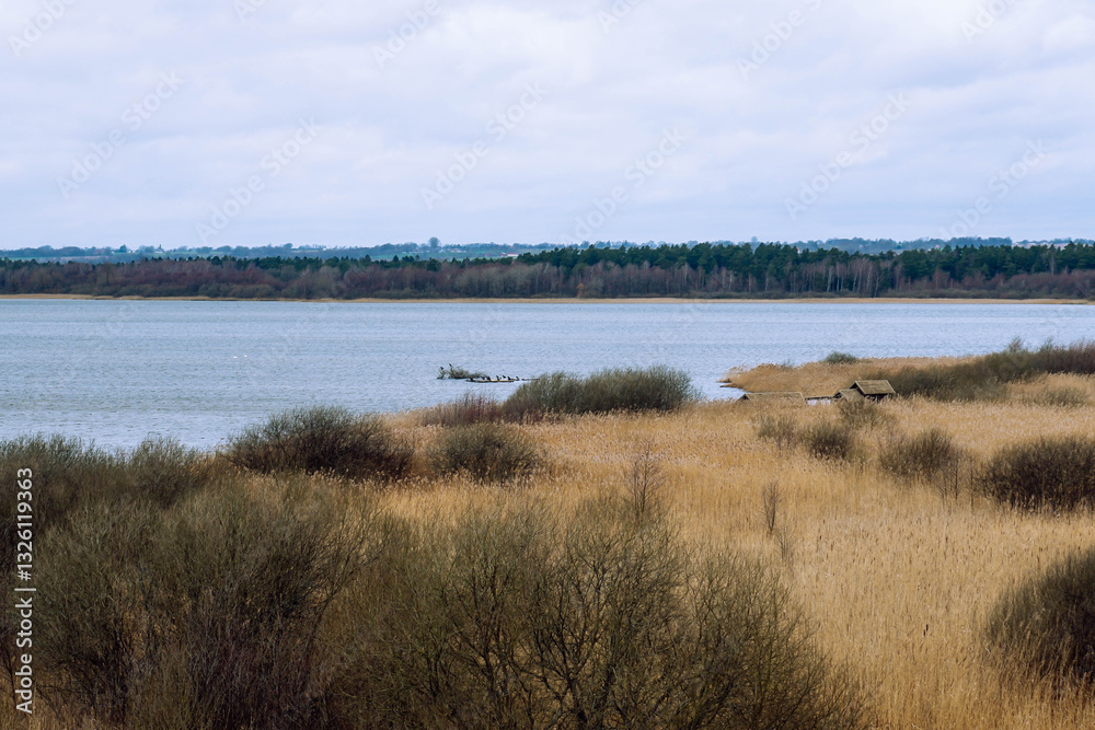 Scenic view of Krankesjön Lake with golden reeds and forest in Sweden Scenic view of Krankesjön Lake with golden reeds and forest in Sweden