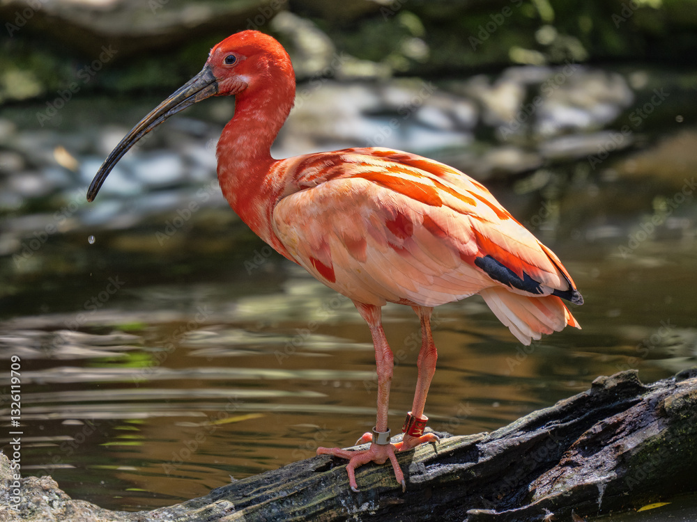 Red Ibis, Eudocimus ruber, stands on a branch over water, looking for food.