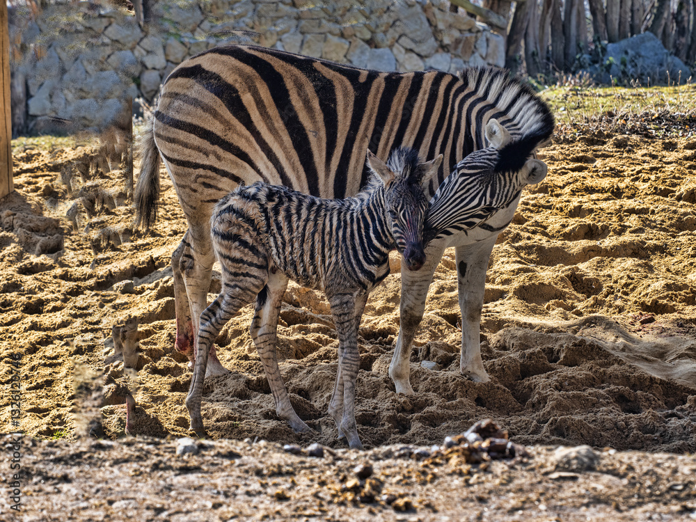 Burchell's zebra mare, Equus quagga burchellii, with her newly born foal