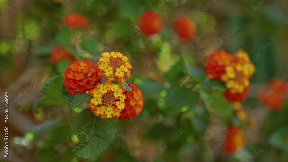 Vibrant lantana camara blossoms displaying vivid orange and yellow hues surrounded by lush green foliage in a serene outdoor murcia garden.