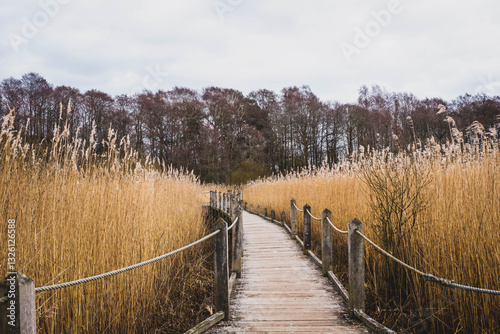 Wooden boardwalk through reeds at Krankesjön Lake, Sweden. The wooden bridge, surrounded by green plants and bare trees, offers a peaceful view of nature, ideal for those who love the outdoors.
