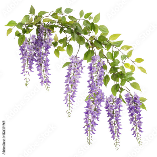 Watercolor wisteria flower branch, cascading purple blossoms and green leaves botanical clipart for wedding invites and decor isolated on Transparent Background