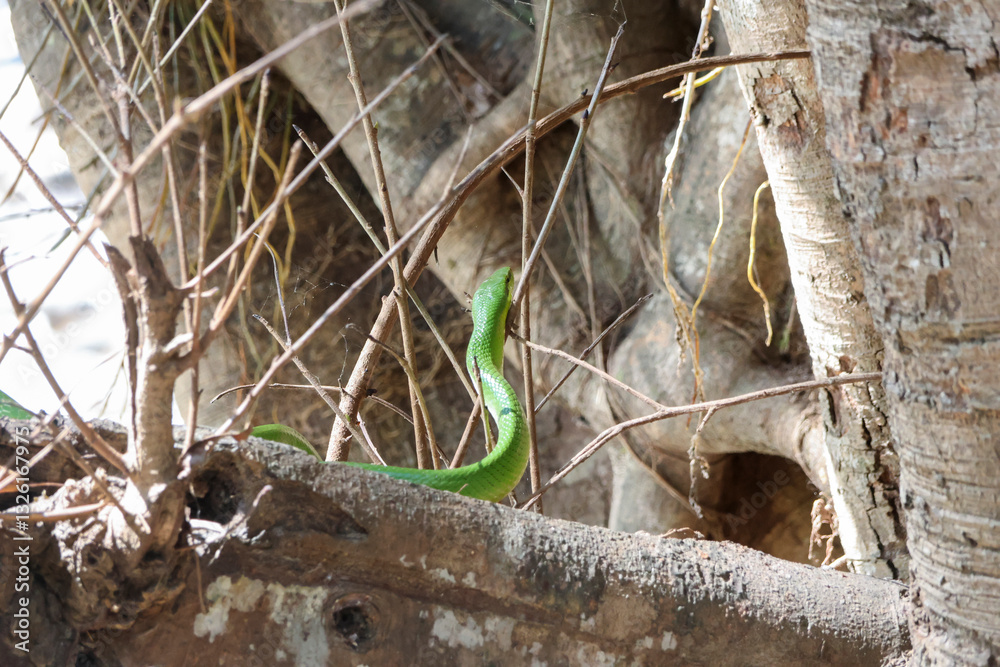 Obraz premium A big green snake is slithering at the base of a tree in the forest.