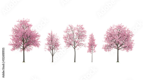 Pack Cherry Blossom Set Against Transparent Background for Floral Branding, Spring Designs, or Nature Illustrations photo