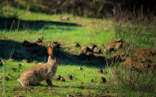 Rabbit in a Mediterranean forest pasture