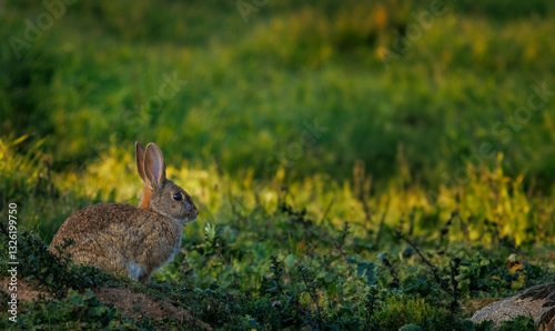 Rabbit in a Mediterranean forest pasture
