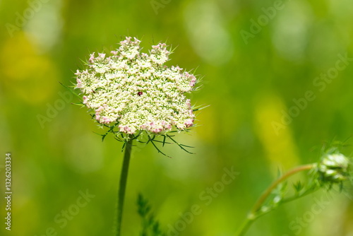 Wilde Möhre (Daucus carota subsp. carota) 