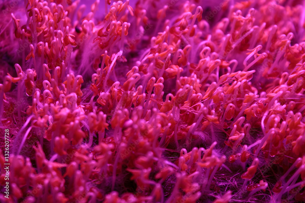 Microgreens under special ultraviolet light that stimulates the growth and development of plants in urban farming. Microgreens under special ultraviolet light that stimulates the growth and development of plants in urban farming.