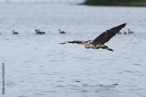 Grey heron in flight