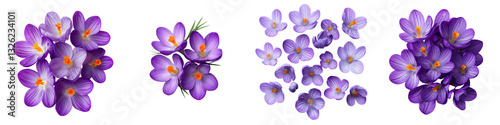 Vibrant purple crocus flowers in full bloom showcasing the captivating beauty and delicate charm of spring s arrival  These fragrant blossoms create a stunning natural display