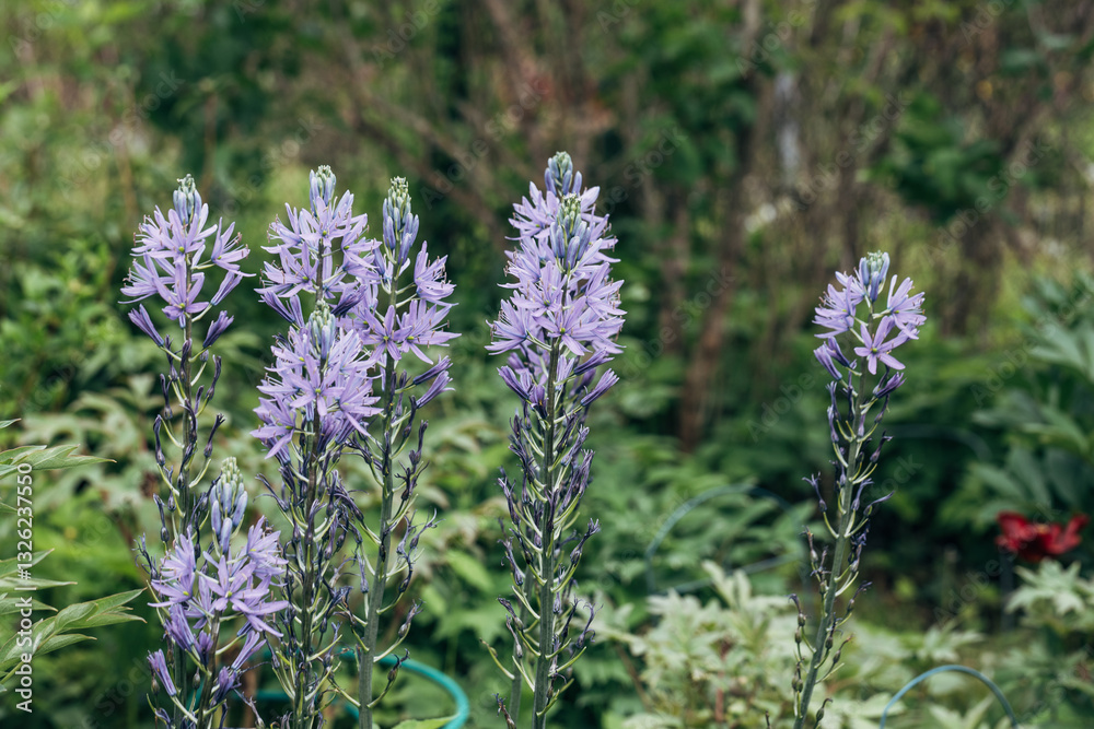 Obraz premium Camassia leichtlinii Caerulea flower in a garden