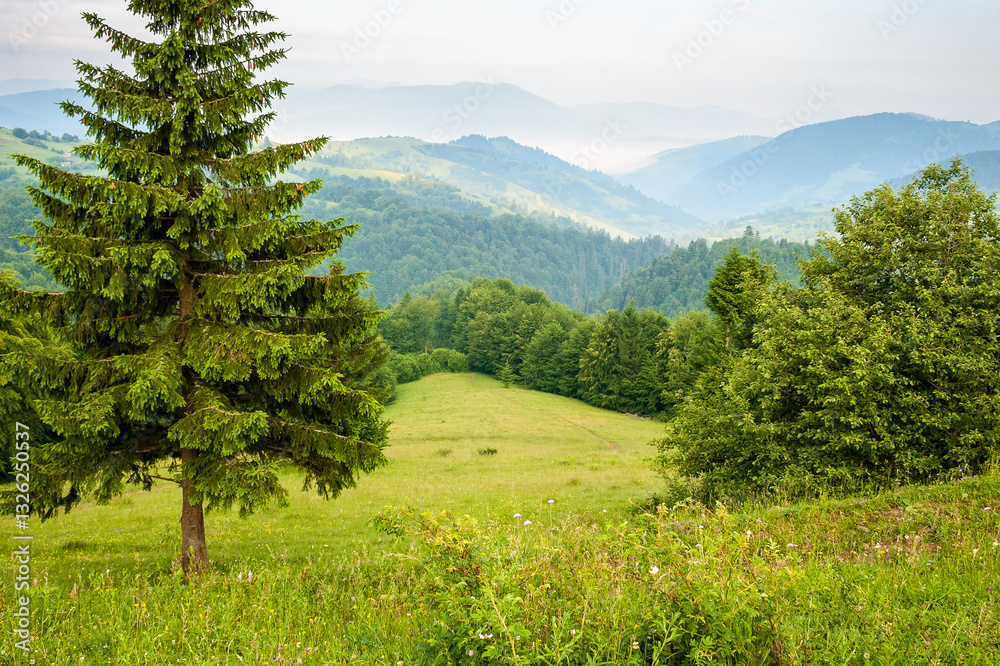 mountain landscape in the morning. fir forest on the hill. beautiful view of nature in summer. fog in the distant valley