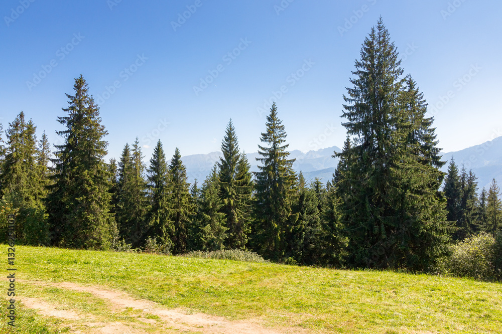 landscape with forest behind the meadow. beautiful view. nature background with blue sky and tatra mountains of poland. summer holiday backdrop