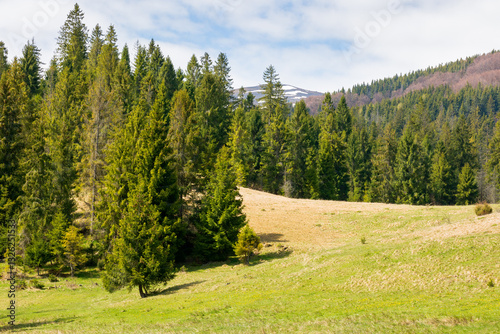 Obraz na płótnie countryside mountain landscape in spring. fir forest on the grassy hill beneath a blue sky with clouds on a sunny day w salonie