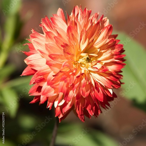 Close-up of a pink Ball Dahlia. Flower in the Light of the Morning Sun. View to blooming Dahlia Flowers in the Summertime. Flowering Dahlias and Ornamental Flowers.