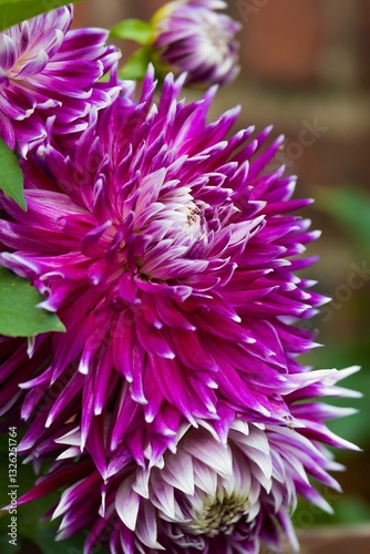 Close-up of a pink Ball Dahlia. Flower in the Light of the Morning Sun. View to blooming Dahlia Flowers in the Summertime. Flowering Dahlias and Ornamental Flowers.