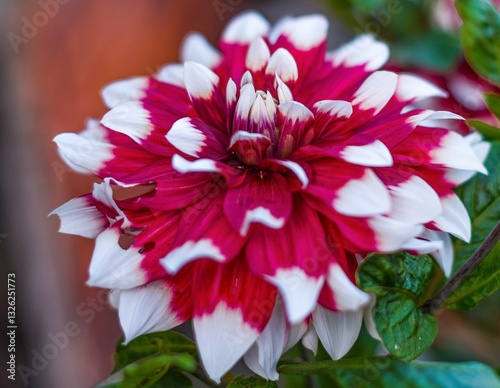 Close-up of a pink Ball Dahlia. Flower in the Light of the Morning Sun. View to blooming Dahlia Flowers in the Summertime. Flowering Dahlias and Ornamental Flowers.