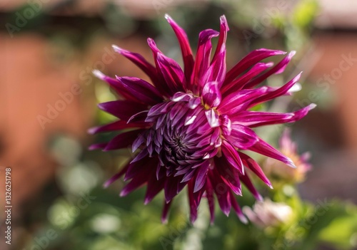 Close-up of a pink Ball Dahlia. Flower in the Light of the Morning Sun. View to blooming Dahlia Flowers in the Summertime. Flowering Dahlias and Ornamental Flowers.