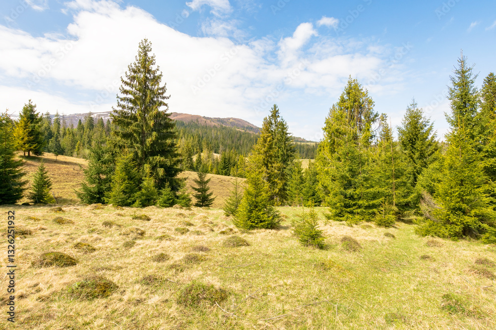 countryside mountain landscape in spring. coniferous woods in highland oof ukraine. fir forest on the grassy hill beneath a blue sky with clouds on a sunny day