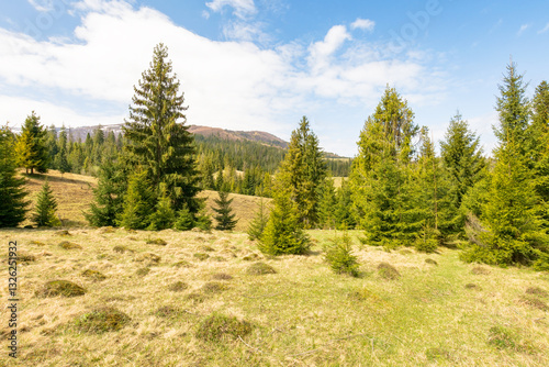 Obraz na płótnie countryside mountain landscape in spring. coniferous woods in highland oof ukraine. fir forest on the grassy hill beneath a blue sky with clouds on a sunny day w salonie