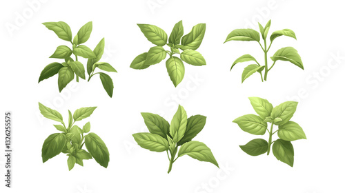 Pack Basil Set in Different Poses Against Transparent Background for Culinary Illustration, Herb Branding, or Organic Food Promotion