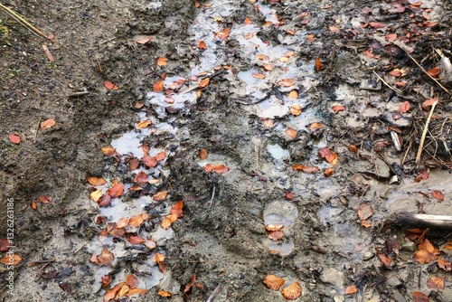 Fototapeta Naklejka Na Ścianę i Meble -  Soggy muddy hiking trail in Beskidy, Poland