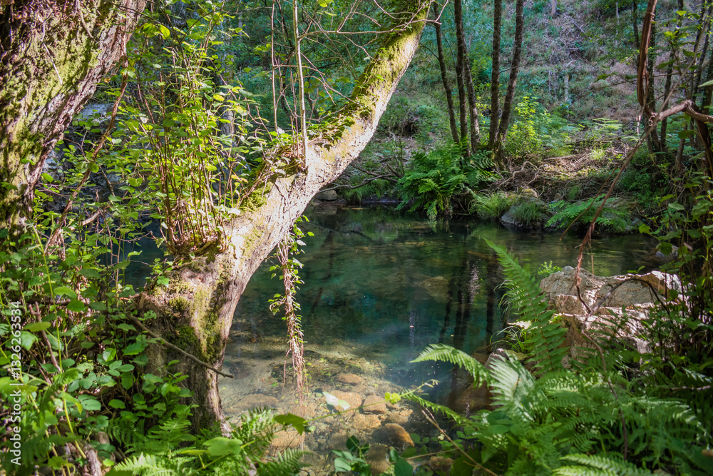 Φωτογραφία Tranquil landscape of clear water of Alge stream with reflections of vegetation