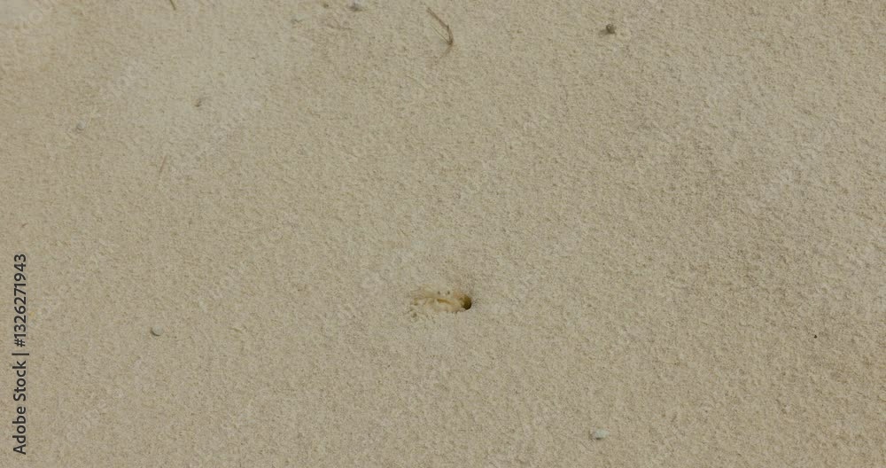 Ghost crab seen on Kingscliff Beach near Cudgen Creek, New South Wakes, Australia Ghost crab seen on Kingscliff Beach near Cudgen Creek, New South Wakes, Australia