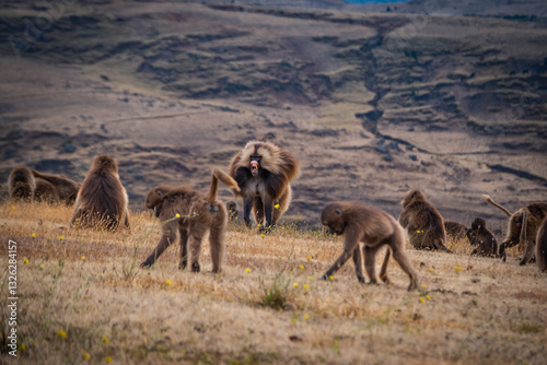 фотографія Male Gelada monkey imposing order in his group in Simien plateau, Ethiopia