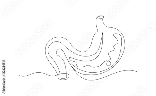 Continuous line of human stomach abdomen organ body anatomy biology single sketch drawing vector illustration