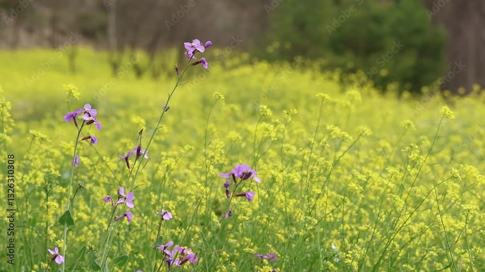 Flores silvestres collejón Moricandia arvensis en campo de mostaza clara Erucastrum nasturtiifolium mecidas por el viento