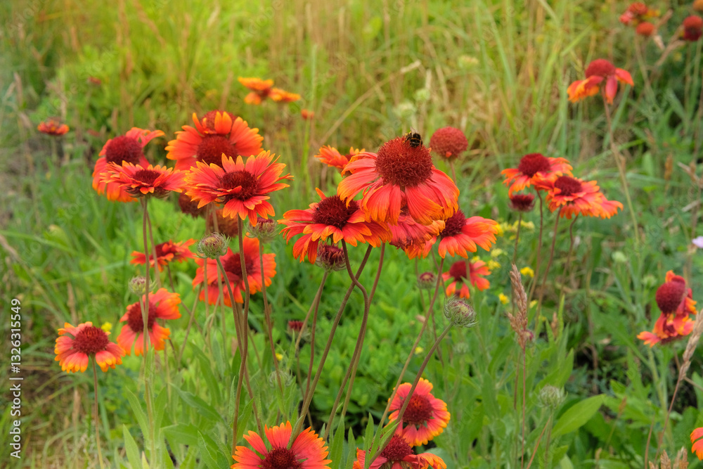 Flowers of Gaillardia is growing in garden. Gaillardia grows in meadow or open areas. Plant of Aster family. Countryside garden.