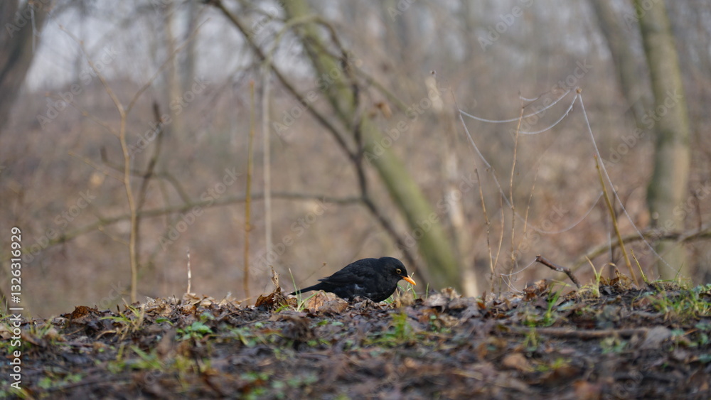 blackbird in the winter looking blackbird in the winter looking