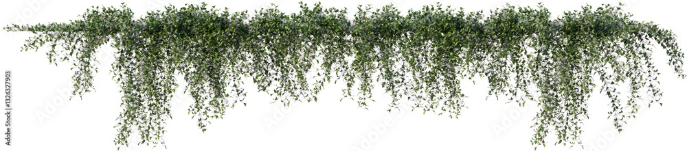 Fototapeta premium Vines, Ivy, Climbing Plants, Wall Plants