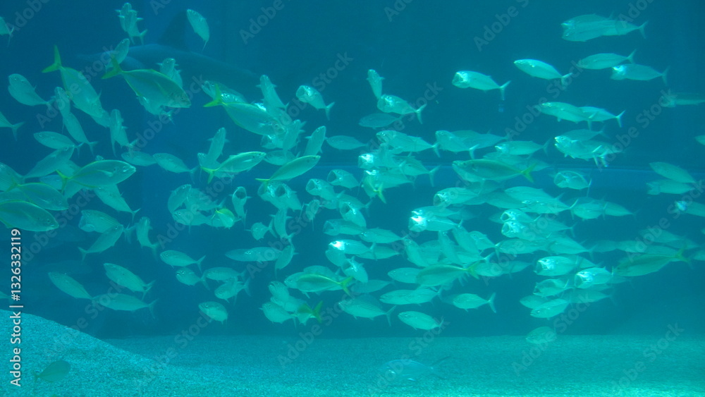 Obraz premium 水族館