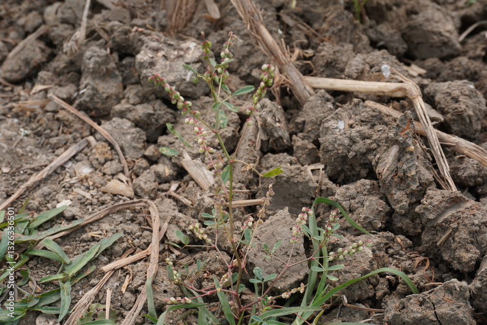 Some young plants or weeds are grown in the soil Some young plants or weeds are grown in the soil