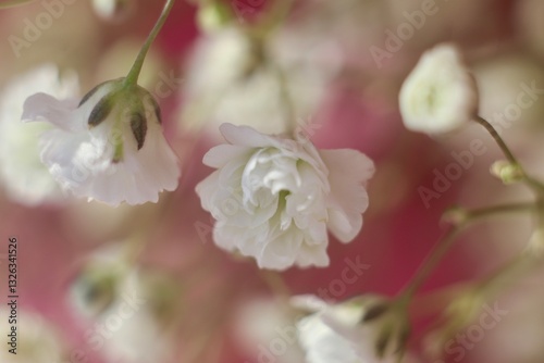 Close-up view of pink and white baby's breath flowers. Delicate flowers blooming in the soft light
